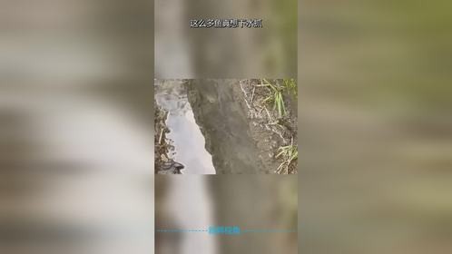 这么多鱼真想下水抓