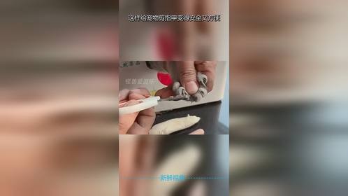 这样给宠物剪指甲变得安全又方便