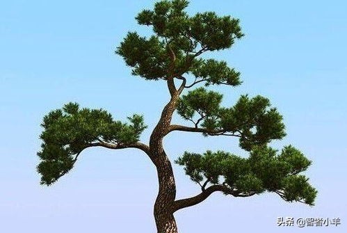 松柏树的风水作用有哪些具体体现?