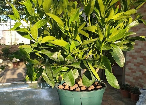 办公室适合摆放什么绿植风水寓意好