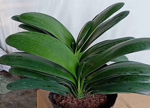 办公室适合摆放什么绿植风水寓意好