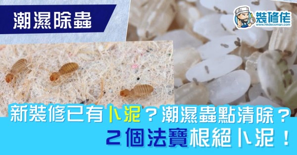 【潮濕除蟲】新裝修已有卜泥？潮濕蟲怎麼清除？ 2 個法寶根絕卜泥！