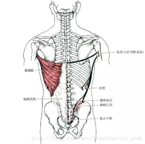 背阔肌