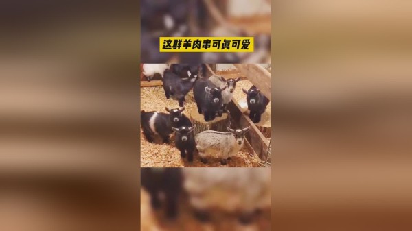 小小爱宠萌化你这群小羊肉串太可爱了到底是涮锅还是烧烤呢