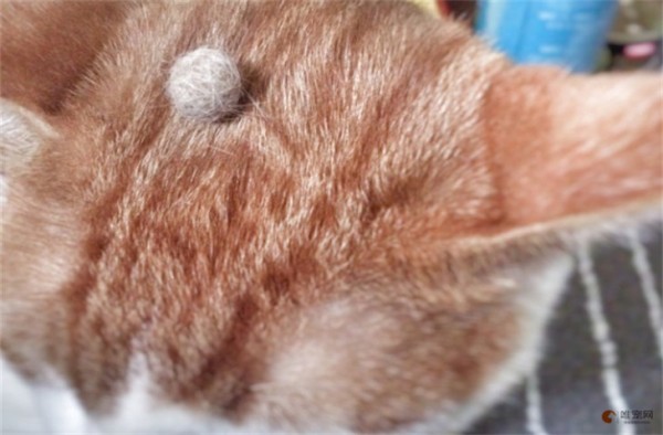 猫咪毛怎么处理干净 清除猫毛小妙招