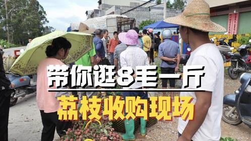 你们那里荔枝多少钱一斤？带你看看我们当地8毛钱的荔枝收购现场