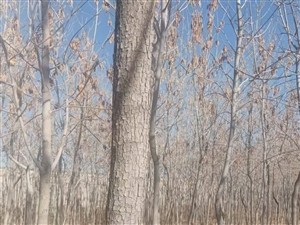 列表展示图
