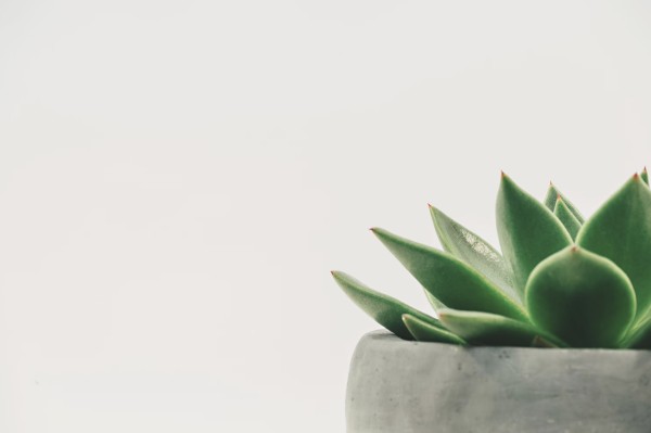  你知道其实大多数的现代人其实没什么机会看到「绿色」吗？ (图片来源：Scott Webb on Unsplash) 