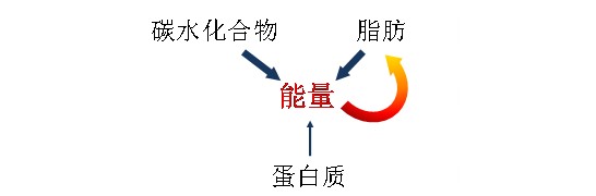 三大基本营养要素都可以转化为能量