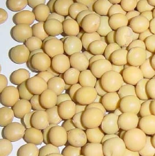生活和中豆类食物的营养价值不一样, 黄豆绿豆蚕豆等哪种更有营养。