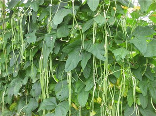 【豆角】豆角知识介绍 豆角种植技术