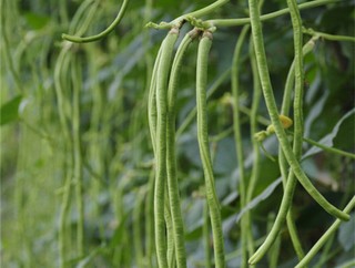 豆角的营养价值 豆角的做法大全