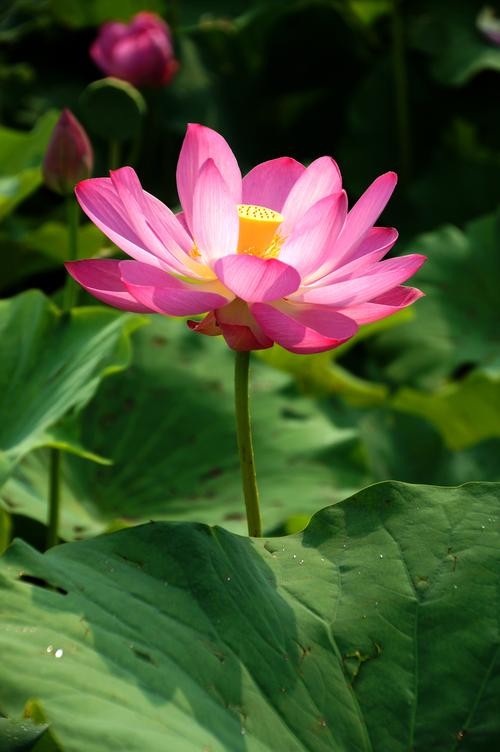 清水出芙蓉