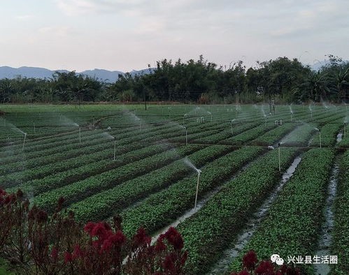 智慧乡村旅游平台,智慧乡村旅游平台:连接城乡，体验乡村新生活(2)