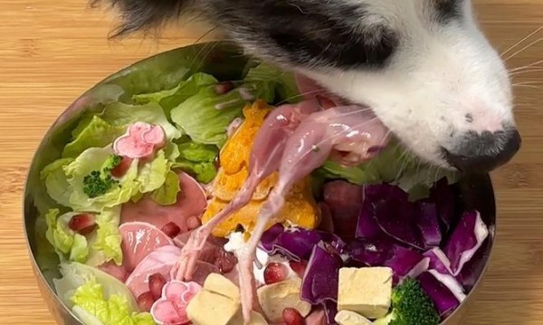 成年边牧的饮食搭配秘诀（科学膳食让你的边牧健康成长）