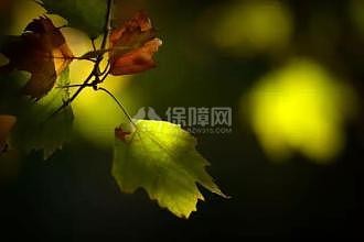 寒露节气养生