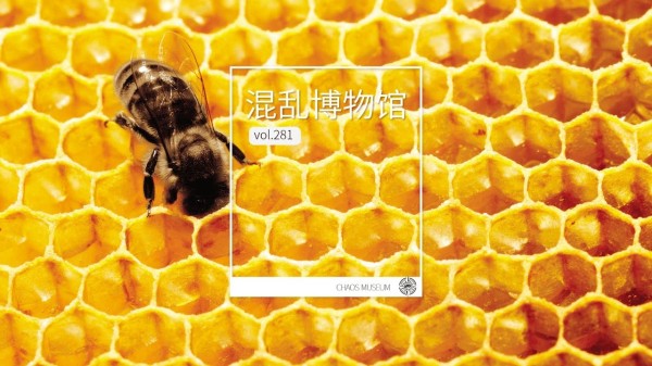蜜蜂有什么了不起丨混乱博物馆