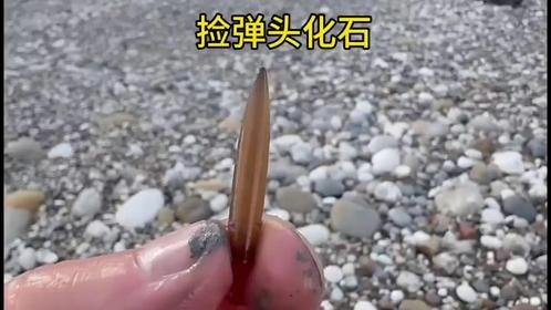 大雨过后捡弹头化石！