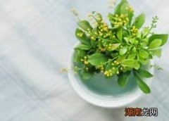 米兰可以水培吗