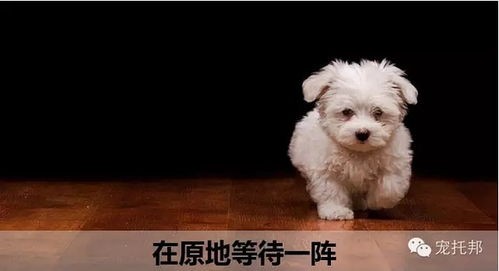 狗喝牛奶后拉肚子:紧急应对指南