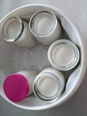 自制酸奶 超简单！（牛奶+发酵粉）的做法 步骤6