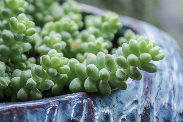 室内好养的植物有什么？室内养护植物有什么注意事项？