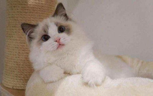新手布偶猫养护指南