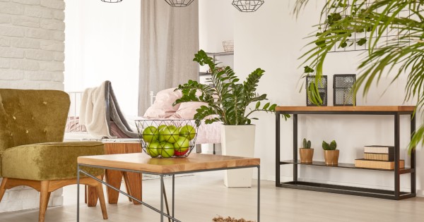 plantas de interior para poca luz