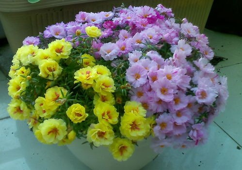磨盘花的养殖方法