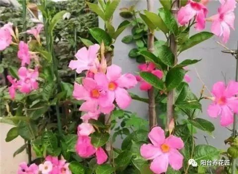 秋天飘香藤的养殖方法