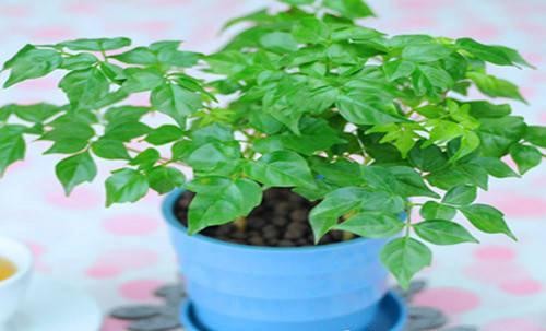 小绿菊花的养殖方法