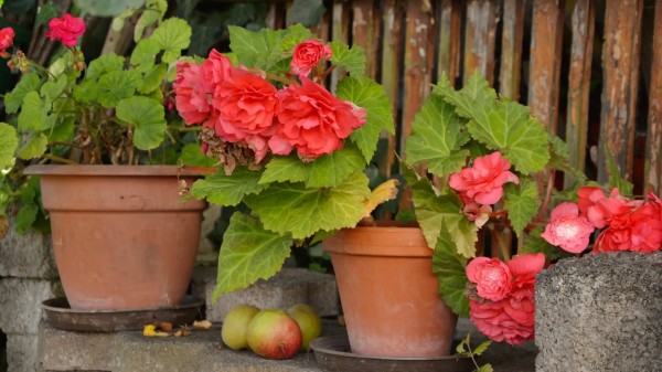 Begonias de sombra para interior