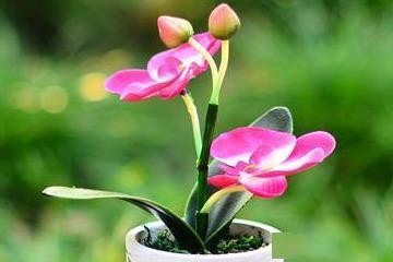 容花养护方法及图片