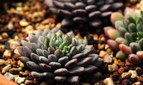 多肉菠萝怎么种植方法