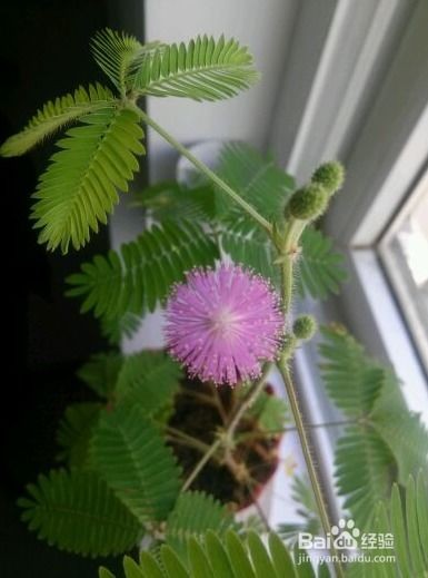 含羞草的种植养护方法