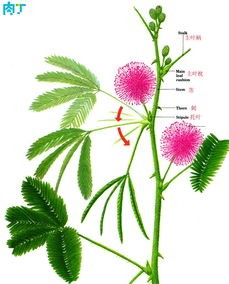 含羞草的种植养护方法