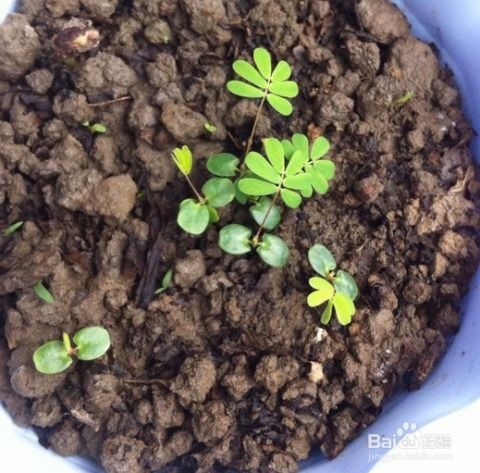 含羞草的种植养护方法