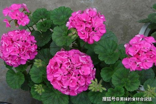 天竺葵家养方法