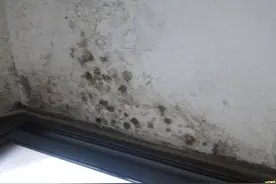 墙壁潮湿发霉发黑,为了健康一定要及时清除,教你几招,轻松解决发霉不伤墙体图片