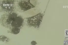 生活圈:墙壁出现霉斑,专业人士教您如何去除,简单实用,快收藏视频封面