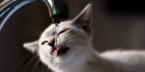 猫咪饮水机操作指南及常见问题解答