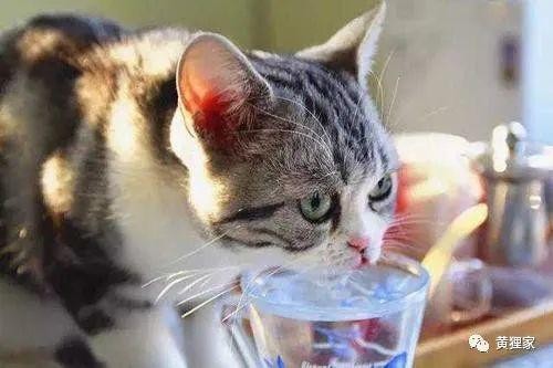 猫咪饮水机操作指南及常见问题解答
