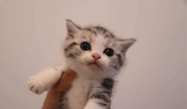 一个月的小猫什么都不吃怎么办？