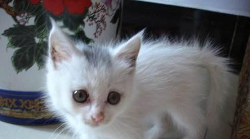 一个月的小猫什么都不吃怎么办？
