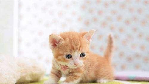 一个月的小猫什么都不吃怎么办？