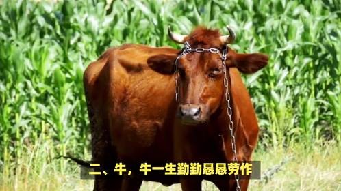 捱饿抵渴苦难当指什么生肖，这其中藏着哪些生肖的秘密呢？