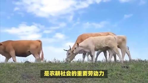 家大业大打一生肖，究竟对应着哪个呢？