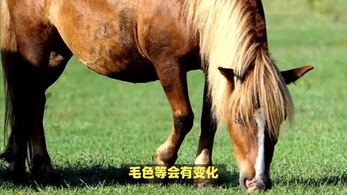 褪指什么生肖，这其中藏着什么奥秘呢？