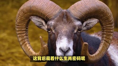 五五分是什么生肖动物，这背后藏着什么生肖密码呢？