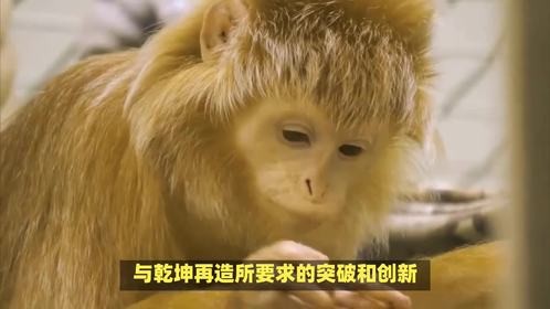 乾坤再造形容什么生肖，你能猜到答案吗？